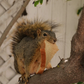 Sloth (USA-2) : Nam-Nam-Nam-Nam